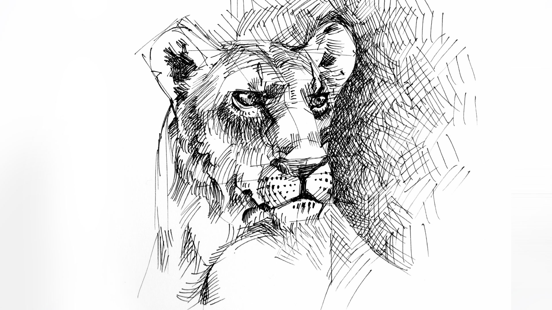 Löwenkopf zeichnen lernen